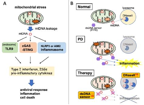 Inflammatory Pathways Activated By Cytosolic Mitochondrial Dna