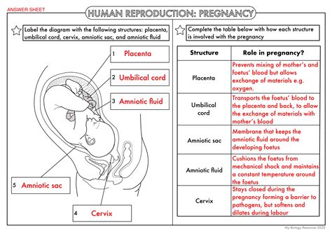 Gcse Biology Human Reproduction Pregnancy And The Placenta Teaching