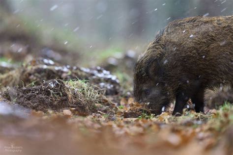 How To Photograph Wild Boar In The Forest Of Dean Nature Ttl