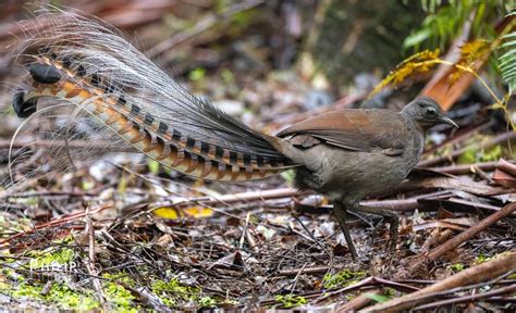 Meet The Lyrebird The Bird Impresses With The Striking Beauty Of The
