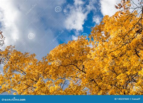 Yellow Leaves And Fall Foliage Against A Blue Sky And White Clouds On