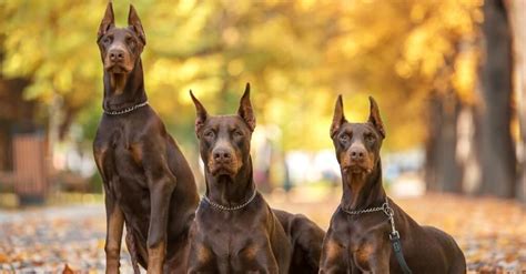 The Top 8 Scariest Dog Breeds Unianimal