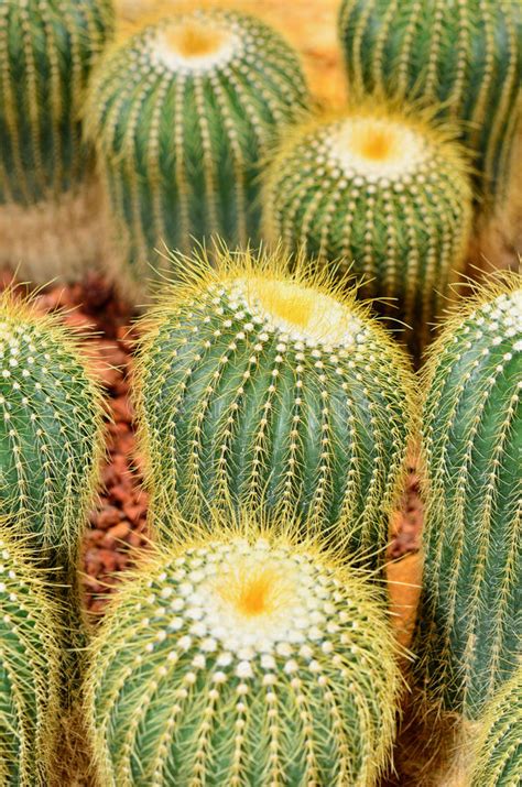 Cactus In The Botanical Garden Stock Image Image Of Desert Sharp