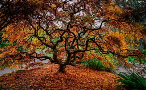 Park Trees Japanese Maple Autumn Beautiful Views Wallpapers 2560x1600