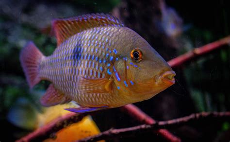 Geophagus Brasiliensis Pearl Cichlid Ultimate Care Guide Fish