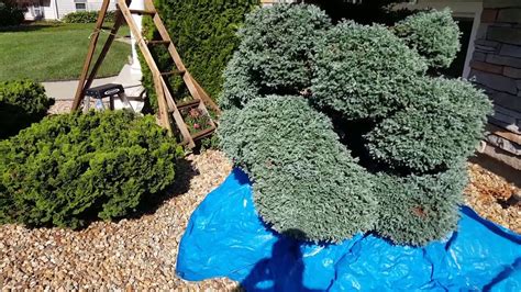 Mint Julep Juniper Pom Pom Care Care And Pruning For Decorative