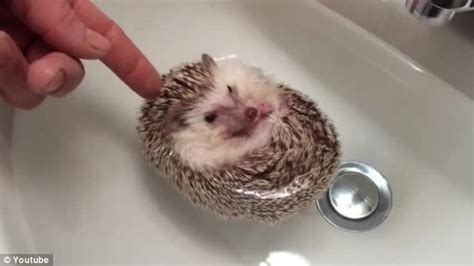 Best baby bathtubs of 2021. White Wolf : Cuteness In The Form Of A Hedgehog Bath (Video)