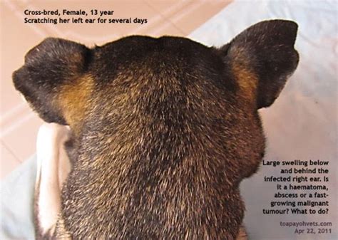 2010vets 414 Ear Haematoma