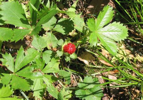 Wild Strawberry Weed Control How To Get Rid Of Wild Strawberries Southern Lawn Strawberry