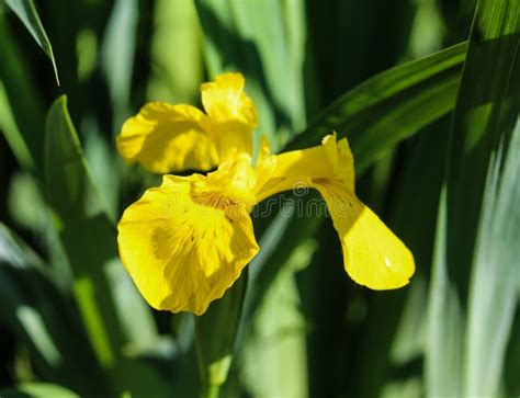 Yellow Flag Yellow Iris Or Water Flag Iris Pseudacorus Flower
