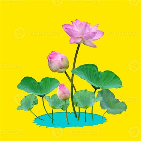 Beautiful Violet Pink Water Lily Pattern For Nature Conceptlotus