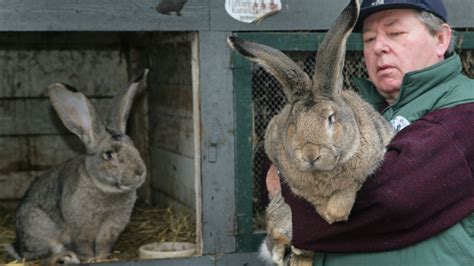 Spur Kolonial Kennt Was Ist Der Unterschied Zwischen Hase Und Kaninchen