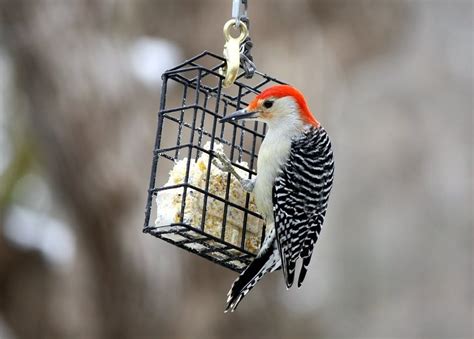 Roll into balls and place on a feeder or place in a suet cage. Homemade Bird Food Recipes: Suet, Seeds, and More | The ...
