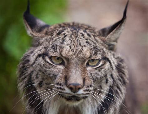 Cat That Looks Like A Lynx