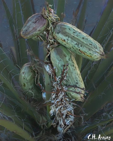 Yucca Fruit Chuck Arning