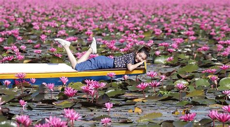 Visit The Red Lotus Lake In Udon Thani Thai Travel News