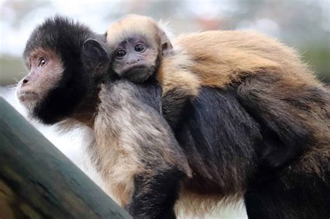Capuchin Animal Facts A Z Animals