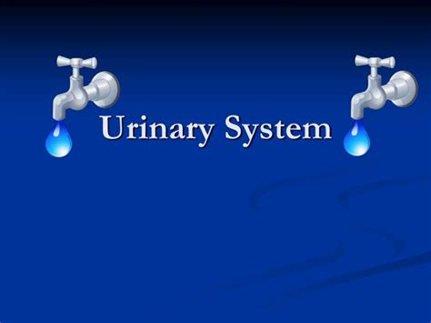 Ppt Urinary System Powerpoint Presentation Free Download Id6053058