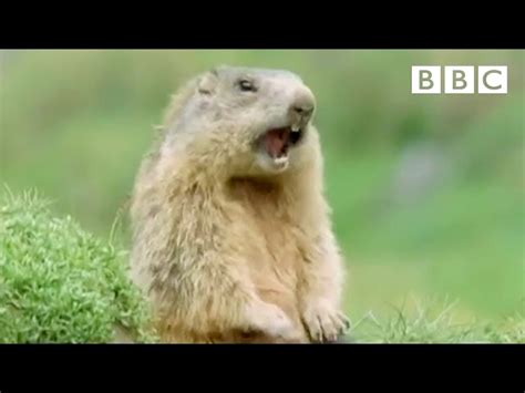 Funny Talking Animals Alan Cute Tube Videos