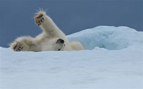 Polar Bears Feet Are Furry And Their Soles Are Covered Called Papillae