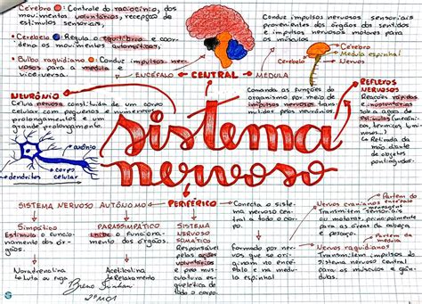 Mapa Mental Sistema Nervoso Sistema Do Corpo Humano Sistemas Do