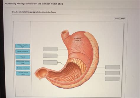 Solved Art Labeling Activity Structure Of The Stomach Wall Chegg Com