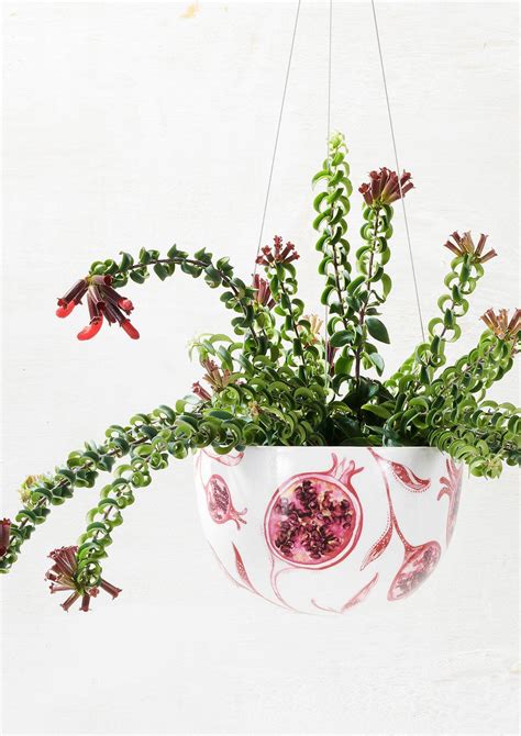 If placing your lipstick plant on a surface, make sure to aeschynanthus 'purple star'. Curly Lipstick Plant (Aeschynanthus Radicans) - Angus ...