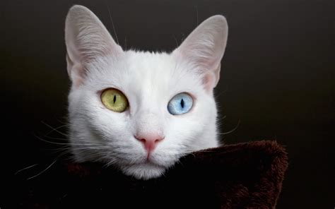 Beautiful White Cat With Different Eyes Thinking About Eternity