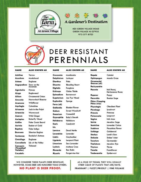 List Of Deer Resistant Annuals And Perennials The Farm At Green Village