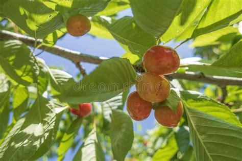 Cherry Fruit Is One Of The Most Delicious Fruits Of Summer Stock Photo