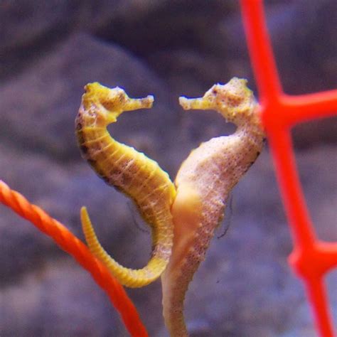 Are Seahorses The Only Males That Give Birth