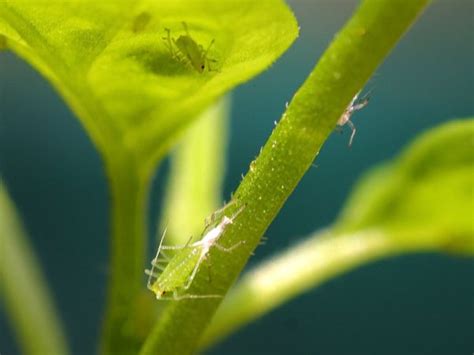 Organic Methods Of Pest Control For Aphids