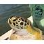 New Sea Turtle Research Center Coming To Texas A&ampM Galveston  A