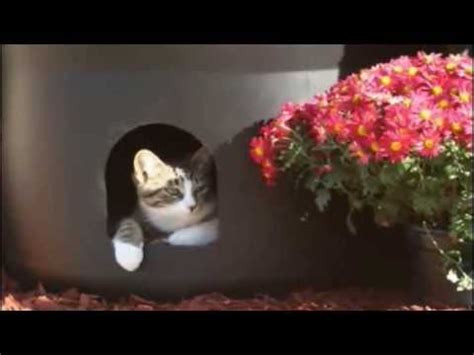 The cat would use it fine. Buy The Kitty Tube Fully Insulated Outdoor Cat House | # ...
