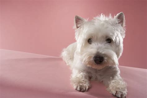 Knowing the names for different types of haircuts for men is invaluable when you're visiting the barbershop and asking your barber for a specific hairstyle. Haircut Styles for a West Highland White Terrier - Pets