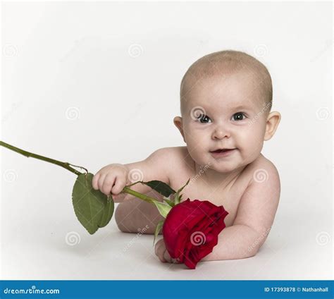Cute Baby Rose Image Baby Viewer