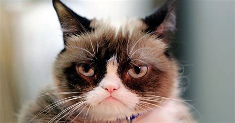 Grumpy Cat Has Died At The Age Of 7 Huffpost Uk Life
