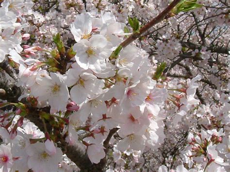 Jadi orang tahu bila pokok sakura akan berbunga. Hidup Itu Indah: Serba-serbi Bunga Sakura