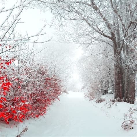 10 Most Popular Winter Flowers Wallpaper Backgrounds Full Hd 1080p For