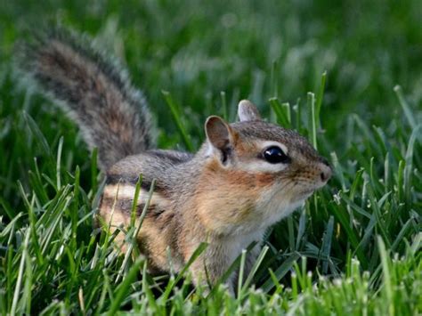 Learn How To Get Rid Of Chipmunks In Your Garden And Stop These