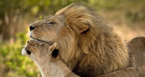 20 Animal Couples That Prove Love Does Exist Bright Side