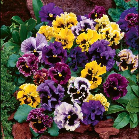 Pansy Frizzle Sizzle Mixed Plug Plants Thompson And Morgan