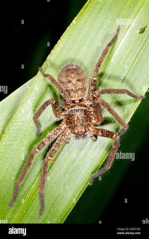 Brown Huntsman Spider Heteropoda Jugulans Also Known As The Brisbane