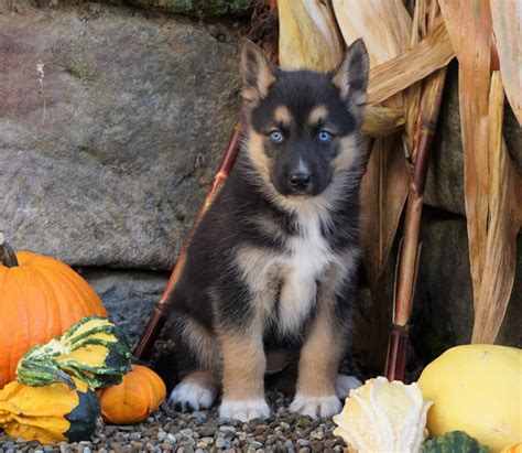 German Shepherd Siberian Husky Mix For Sale Millersburg Oh Female T