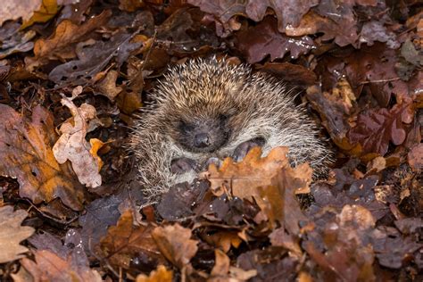 10 Facts About Hedgehogs Fact Expert