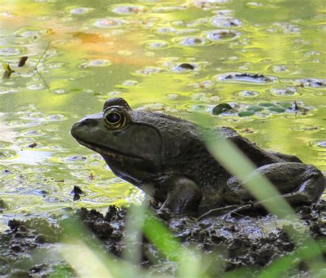 American Bullfrog Lithobates Catesbeianusrana Catesbeian Flickr
