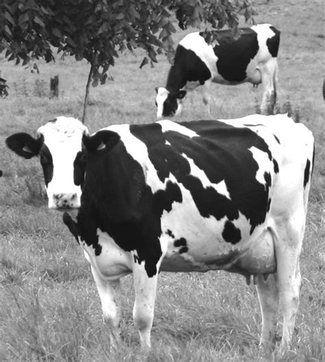 Several Black And White Cows Grazing In A Field