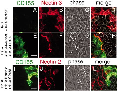 Recruitment Of Nectin To Cell Cell Junctions Through Trans