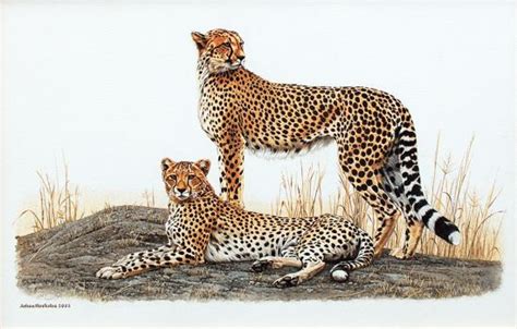Johan Hoekstra Art Cheetah Pair 2005 Johan Hoekstra Wildlife Art