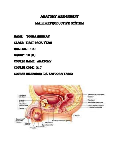 Ductus deferens, rete testis i. Male Reproductive System